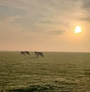 Pat 06 Zondagochtend in de polder